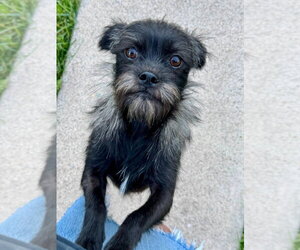 Lincoln - Male Mutt Dog for Adoption - Photo #2