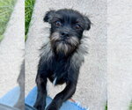 Small Photo #2 Mutt Puppy For Sale in Salt Lake City, UT, USA