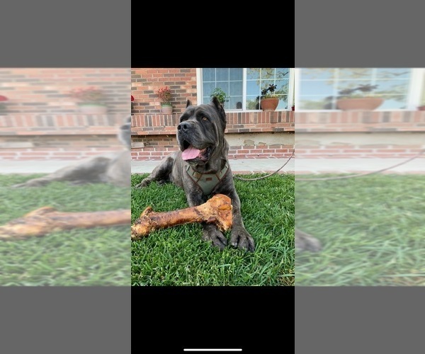 Medium Photo #2 Cane Corso Puppy For Sale in MORENO VALLEY, CA, USA