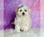 Small Photo #23 Maltipoo (Miniature) Puppy For Sale in WARSAW, IN, USA
