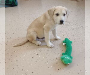 Labrenees Dogs for adoption in York, SC, USA