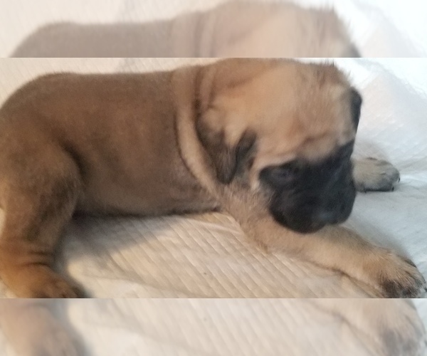 Medium Photo #22 Mastiff Puppy For Sale in FULTON, NY, USA