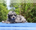 Small #27 Poodle (Toy)