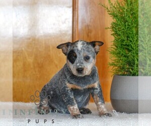 Australian Cattle Dog Puppy for sale in ATGLEN, PA, USA