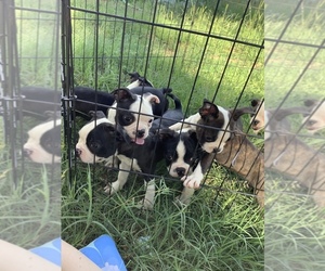 Boston Terrier Puppy for Sale in GREENWOOD, Arkansas USA