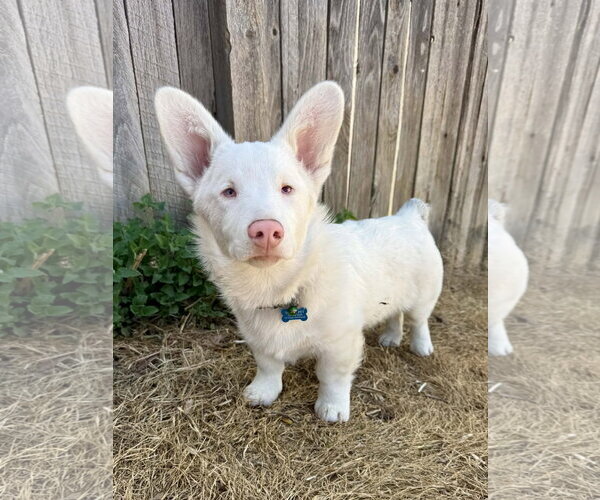 Medium Photo #1 Mutt Puppy For Sale in Denver , CO, USA