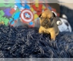 Small Photo #4 French Bulldog Puppy For Sale in REDMOND, WA, USA