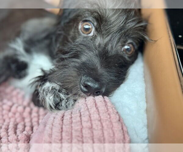 Medium Photo #2 Mutt Puppy For Sale in Houston, TX, USA