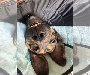 Beagle-Unknown Mix Dogs for adoption in Valrico, FL, USA