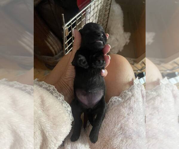 Medium Photo #3 Schnauzer (Miniature) Puppy For Sale in Hatvan, Heves, Hungary