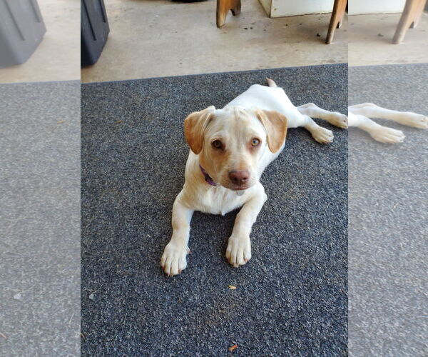 Medium Photo #2 Daug Puppy For Sale in Escondido, CA, USA