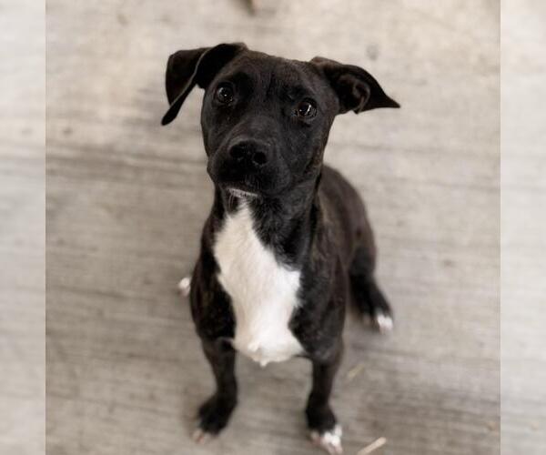 Medium Photo #3 Chihuahua-Unknown Mix Puppy For Sale in Yardley, PA, USA