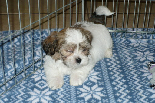 Medium Photo #4 Zuchon Puppy For Sale in ORO VALLEY, AZ, USA