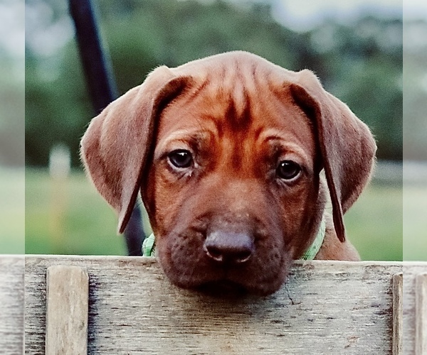 Medium Photo #7 Rhodesian Ridgeback Puppy For Sale in SCRANTON, AR, USA