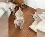 Small #4 American Bully