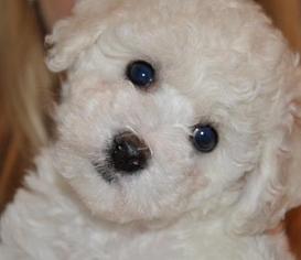Maltichon Puppy for sale in LOS GATOS, CA, USA