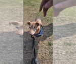 Small #9 Italian Greyhuahua