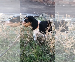 Medium Beagle