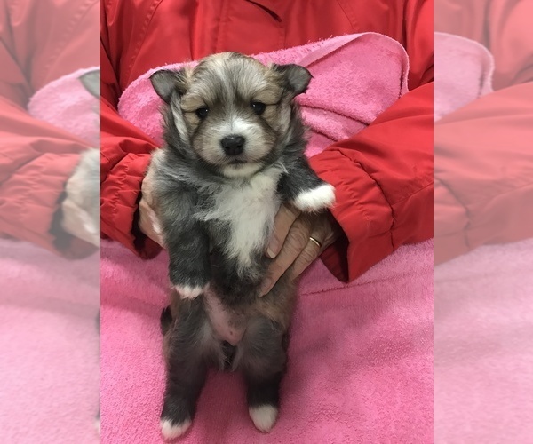 Medium Photo #2 Pomeranian Puppy For Sale in DIXON, MO, USA
