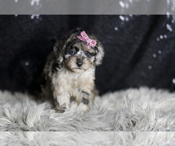 Medium Photo #60 Maltipoo Puppy For Sale in WARSAW, IN, USA