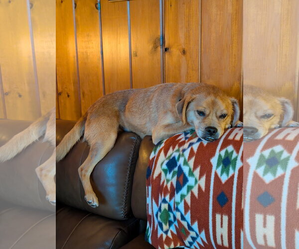 Medium Photo #5 Puggle Puppy For Sale in Oakhurst, NJ, USA