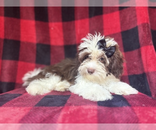 Medium Photo #6 ShihPoo Puppy For Sale in LAKELAND, FL, USA