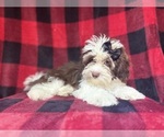 Small #5 ShihPoo