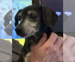Small #3 Dachshund Mix