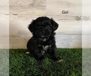 Shih-Poo Puppy for sale in EL CAMPO, TX, USA