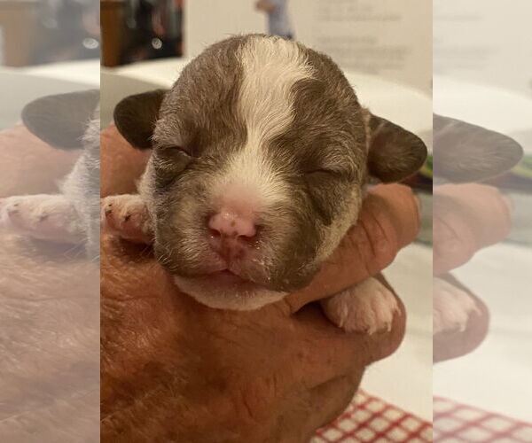 Medium Photo #11 Mutt Puppy For Sale in San Diego, CA, USA