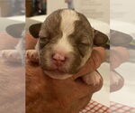 Small #10 Mutt