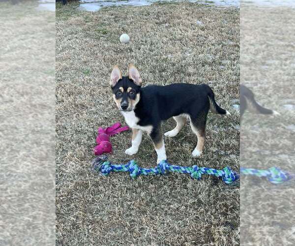 Medium Photo #6 Alaskan Malamute-Unknown Mix Puppy For Sale in Oak Bluffs, MA, USA