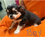 Small #4 ShiChi