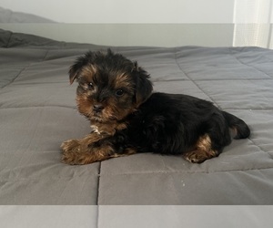 YorkiePoo Puppy for sale in VIRGINIA BEACH, VA, USA