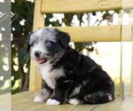 Small #1 Aussie-Poo