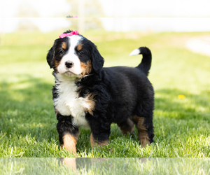 Bernese Mountain Dog Puppy for sale in TOPEKA, IN, USA