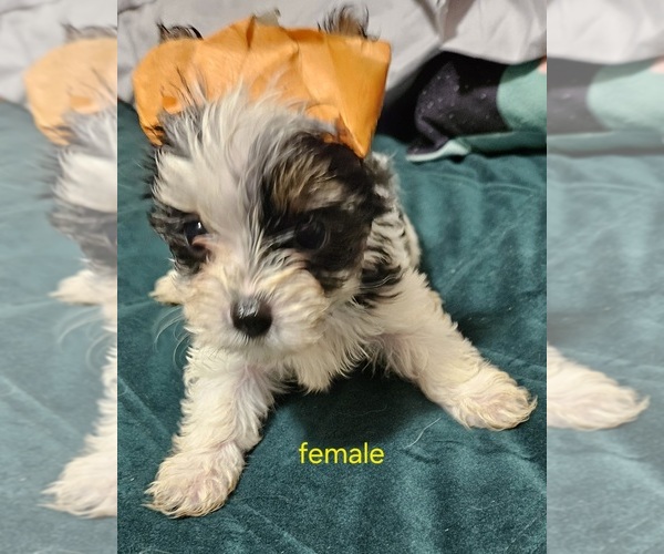 Medium Photo #3 Yorkshire Terrier Puppy For Sale in CONKLIN, NY, USA