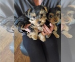 Small Photo #1 Yorkshire Terrier Puppy For Sale in RICHARDSON, TX, USA