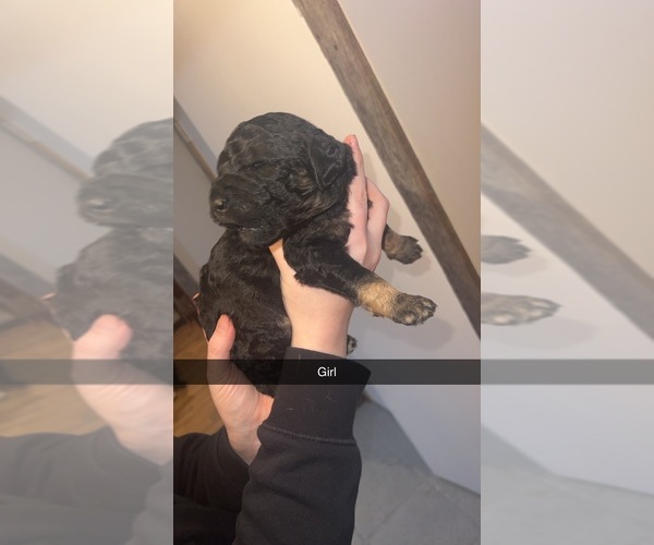 Medium Photo #7 Goldendoodle Puppy For Sale in WILLARD, MO, USA