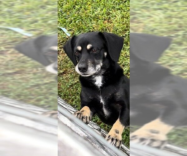 Medium Photo #9 Spanador Puppy For Sale in Weston, FL, USA