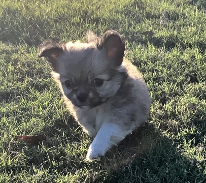 Medium Photo #8 Chihuahua Puppy For Sale in CHARLESTON, SC, USA
