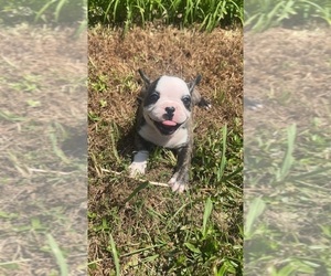 French Bulldog Puppy for sale in CHARLOTTE, NC, USA