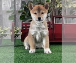 Small #2 Shiba Inu