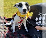 Small #3 Border Collie Mix