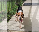 Small #8 Beagle