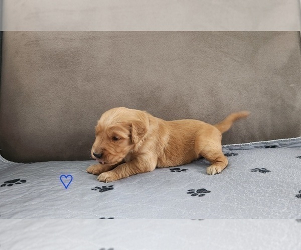 Medium Photo #6 Golden Retriever Puppy For Sale in THOMASTON, ME, USA