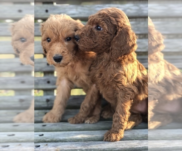 Medium Photo #2 Poodle (Standard) Puppy For Sale in MURRAYVILLE, GA, USA