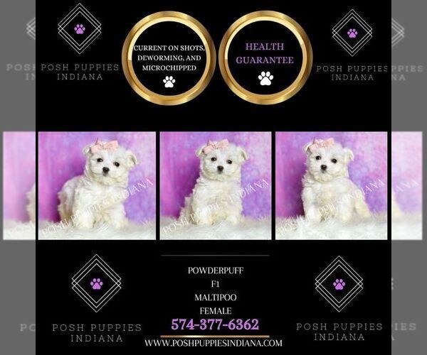 Medium Photo #25 Maltipoo (Miniature) Puppy For Sale in WARSAW, IN, USA