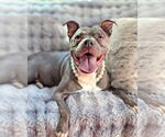 Small #3 American Pit Bull Terrier