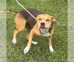 Small #4 Bulldog Mix